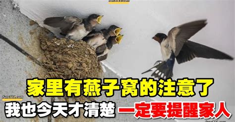 燕子飛進家裡怎麼辦|【燕子飛進家裡】燕子飛進家裡，屋主暴富徵兆？破解3大現象